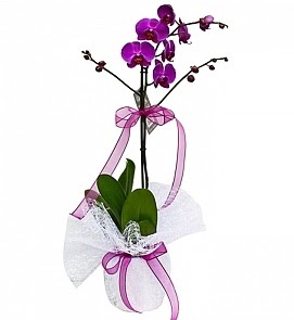 Tek dall saksda ithal mor orkide iei  Ankara Sincan cicekciler , cicek siparisi  