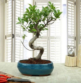 Amazing Bonsai Ficus S thal  Ankara Sincan uluslararas iek gnderme 