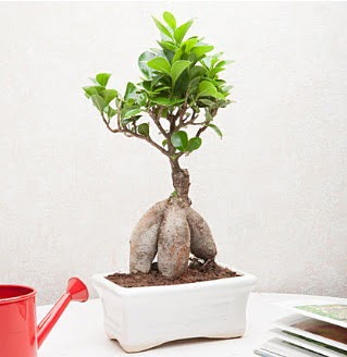 Exotic Ficus Bonsai ginseng  Ankara Sincan online �i�ek�i , �i�ek sipari�i 