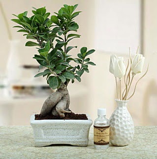 Ginseng ficus bonsai  Ankara Sincan cicekciler , cicek siparisi 