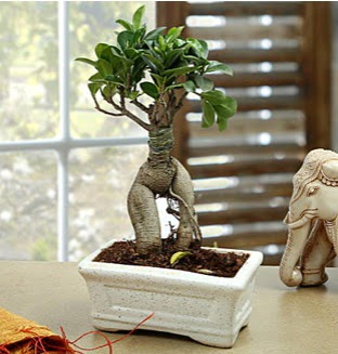 Marvellous Bonsai ginseng  Ankara Sincan online �i�ek g�nderme sipari� 