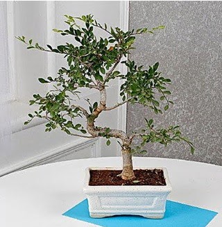 Unique Ulmus S Shaped Bonsai  Ankara Sincan yurti�i ve yurtd��� �i�ek sipari�i 