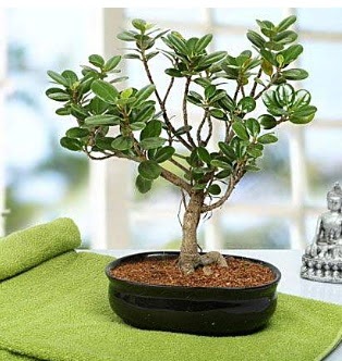 Lovely Ficus Iceland Bonsai  Ankara Sincan kaliteli taze ve ucuz iekler 
