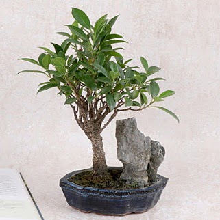 Japon a�ac� Evergreen Ficus Bonsai  Ankara Sincan �i�ek , �i�ek�i , �i�ek�ilik 