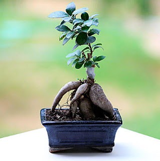Marvellous Ficus Microcarpa ginseng bonsai  Ankara Sincan 14 �ubat sevgililer g�n� �i�ek 