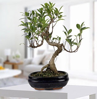 Gorgeous Ficus S shaped japon bonsai  Sincan iek siparii Ankara Sincan iek yolla 