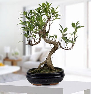 Gorgeous Ficus S shaped japon bonsai  Sincan �i�ek sipari�i Ankara Sincan �i�ek yolla 