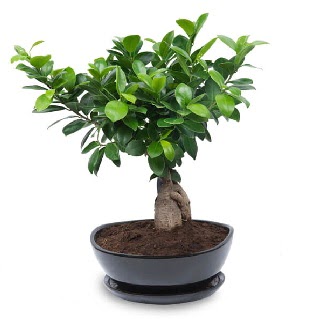 Ginseng bonsai a�ac� �zel ithal �r�n  cicek siparisi Ankara Sincan cicek , cicekci 