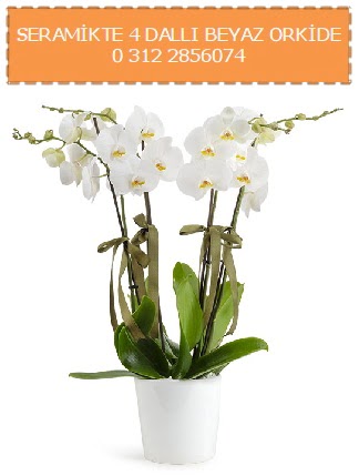 Seramikte 4 dall beyaz orkide  Ankara Sincan cicekciler , cicek siparisi 