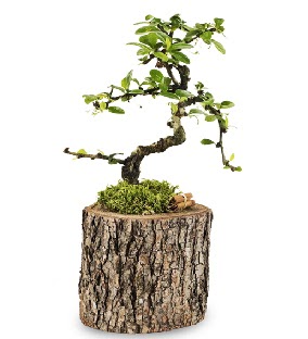 Doal ktkte S bonsai aac  Ankara Sincan iek siparii sitesi 