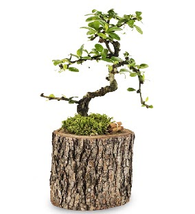 Do�al k�t�kte S bonsai a�ac�  Ankara Sincan �i�ek sipari�i sitesi 