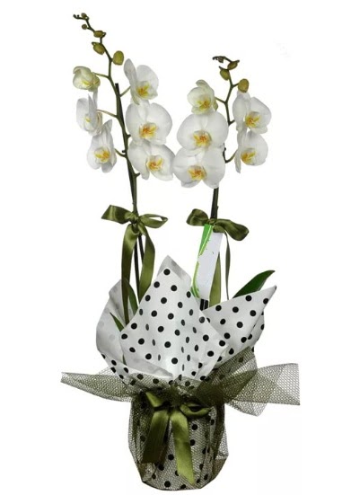 ift Dall Beyaz Orkide  Ankara Sincan iek maazas , ieki adresleri 