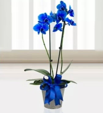ift dall mavi orkide  Ankara Sincan iek siparii sitesi 