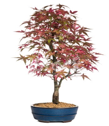 Ak�aa�a� bonsai s�per bonsai a�ac�  Ankara Sincan hediye sevgilime hediye �i�ek 