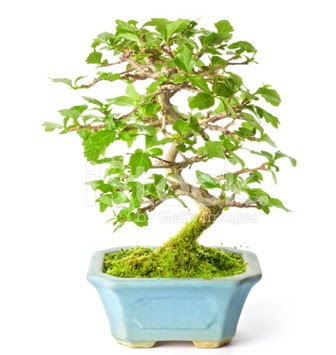 S zerkova bonsai ksa sreliine  Online Ankara Sincan iek sat 