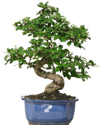 21 ile 25 cm aras� �zel S bonsai japon a�ac�  Ankara Sincan �i�ek�i ma�azas� 