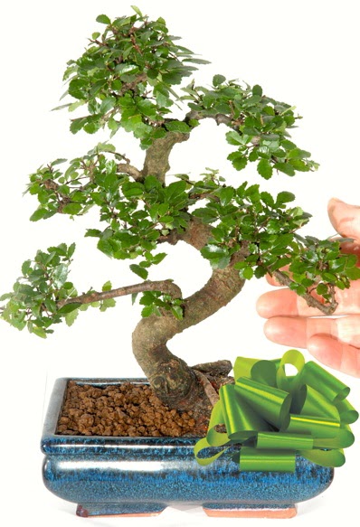 Yaklak 25 cm boyutlarnda S bonsai  Ankara Sincan online iek gnderme sipari 
