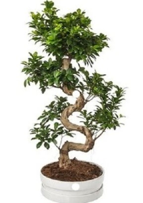90 cm ile 100 cm civar S peyzaj bonsai  Ankara Sincan iek , ieki , iekilik 