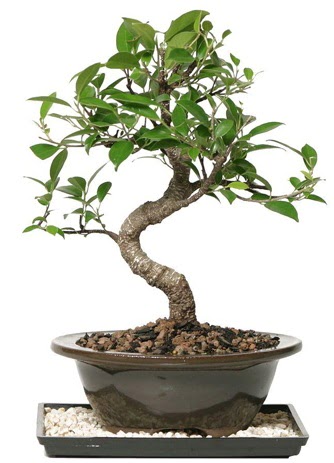 Altn kalite Ficus S bonsai  Ankara Sincan ieki maazas  Sper Kalite