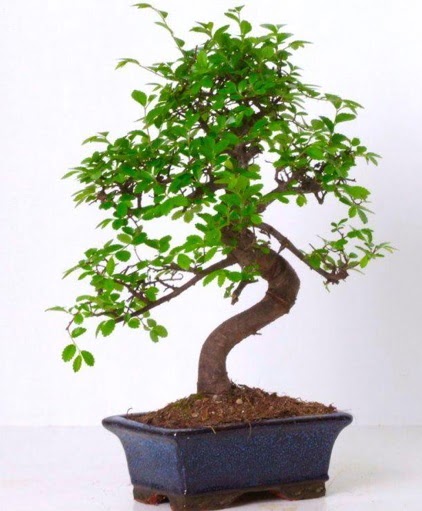 S g�vdeli bonsai minyat�r a�a� japon a�ac�  Ankara Sincan �i�ek , �i�ek�i , �i�ek�ilik 