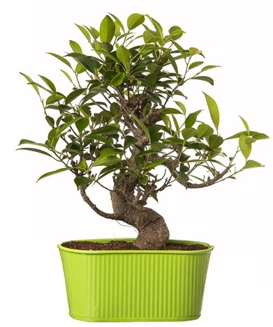 Ficus S gvdeli muhteem bonsai  Ankara Sincan online iek gnderme sipari 