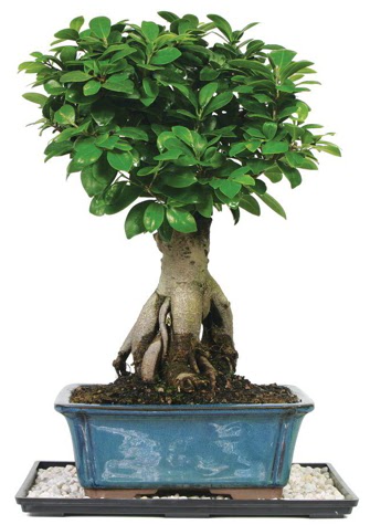 Bonsai Ginsing Grafted Ficus Bonsai  Ankara Sincan ucuz �i�ek g�nder 