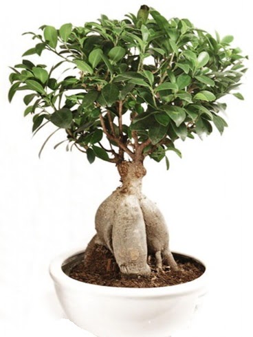 Ginseng bonsai japon aac ficus ginseng  Online Ankara Sincan iek sat 