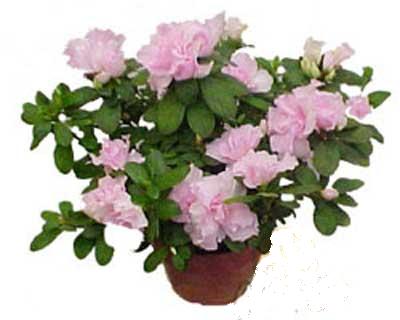  Ankara Sincan online �i�ek�i , �i�ek sipari�i  Rhodendron latince A�elya 