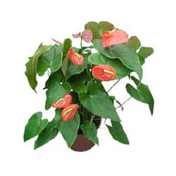  cicek siparisi Ankara Sincan cicek , cicekci  Anthurium 