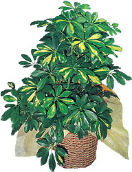  Ankara Sincan uluslararas� �i�ek g�nderme  Schefflera gold 