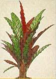 zel Calathea iancifolia 