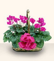  Ankara Sincan hediye sevgilime hediye �i�ek  Double Cyclamen sepette