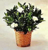  Ankara Sincan �i�ek ma�azas� , �i�ek�i adresleri  Gardenia Plant ithal saksi