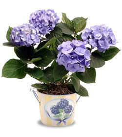  Ankara Sincan kaliteli taze ve ucuz �i�ekler  Hydrangea Plant ortanca