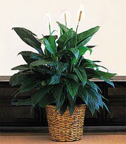  Ankara Sincan yurti�i ve yurtd��� �i�ek sipari�i  Large Spathiphyllum