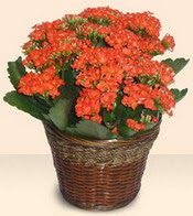  Ankara Sincan online �i�ek�i , �i�ek sipari�i  Large Kalanchoe in Basket