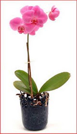  Ankara Sincan �i�ek yolla , �i�ek g�nder , �i�ek�i   Phalaenopsis Orchid Plant