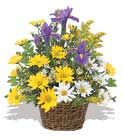 sari ve beyaz krizantemler   Ankara Sincan �i�ek yolla , �i�ek g�nder , �i�ek�i  