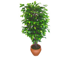 Ficus Benjamin 1,50 cm   Ankara Sincan kaliteli taze ve ucuz �i�ekler 