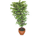Ficus �zel Starlight 1,75 cm   Ankara Sincan hediye sevgilime hediye �i�ek 