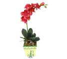 Yapay Phalonepsis Pembe   Ankara Sincan �i�ek g�nderme sitemiz g�venlidir 