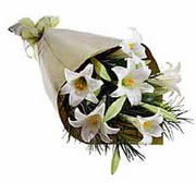 4 adet kazabllanka �i�egi   Ankara Sincan �i�ek , �i�ek�i , �i�ek�ilik 