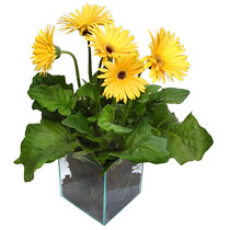9 adet gerbera �i�egi ve cam tanzim  Ankara Sincan hediye sevgilime hediye �i�ek 