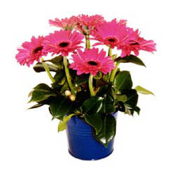 vazo i�erisinde gerbera �i�ekleri   �i�ek sipari�i Ankara Sincan anneler g�n� �i�ek yolla 