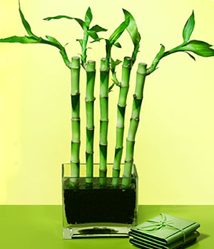  Ankara Sincan kaliteli taze ve ucuz �i�ekler  Good Harmony Lucky Bamboo camda