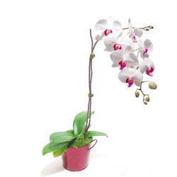  Ankara Sincan hediye iek yolla  Saksida orkide