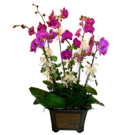  Ankara Sincan hediye sevgilime hediye iek  4 adet orkide iegi