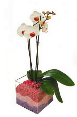  Ankara Sincan iek servisi , ieki adresleri  tek dal cam yada mika vazo ierisinde orkide
