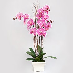  Ankara Sincan iek online iek siparii  2 adet orkide - 2 dal orkide