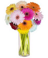  Ankara Sincan uluslararas� �i�ek g�nderme  Farkli renklerde 15 adet gerbera �i�egi